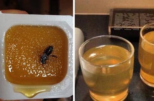 Bees, Toxic Water & Locked Doors – Sochi’s Olympic Lodging Nightmares Bee in Sochi Winter Olympic